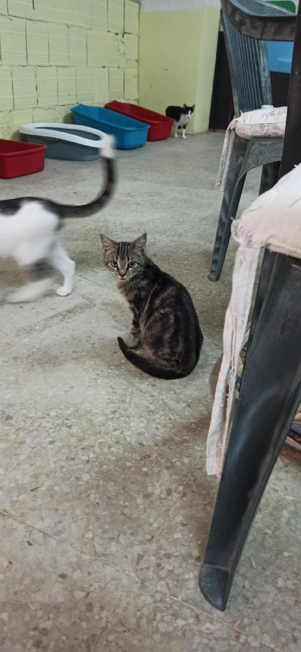 AKI – dolce gattino di 4 mesi cerca casa 🏡 Foto 3